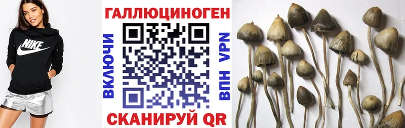 Купить где  Гудермес  Галлюциногенные грибы прущие грибы 